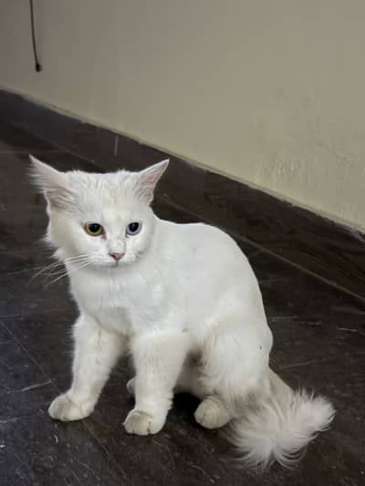 Fully tranined cat