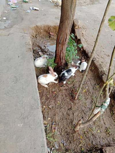 Rabit for sale four piece 2000