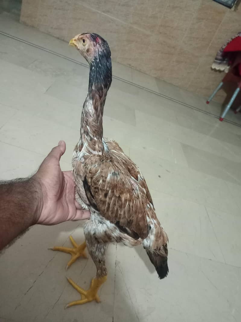 Pathi Aseel 3