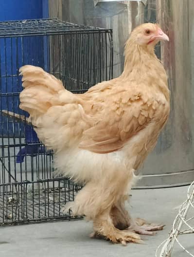 Golden buff female
