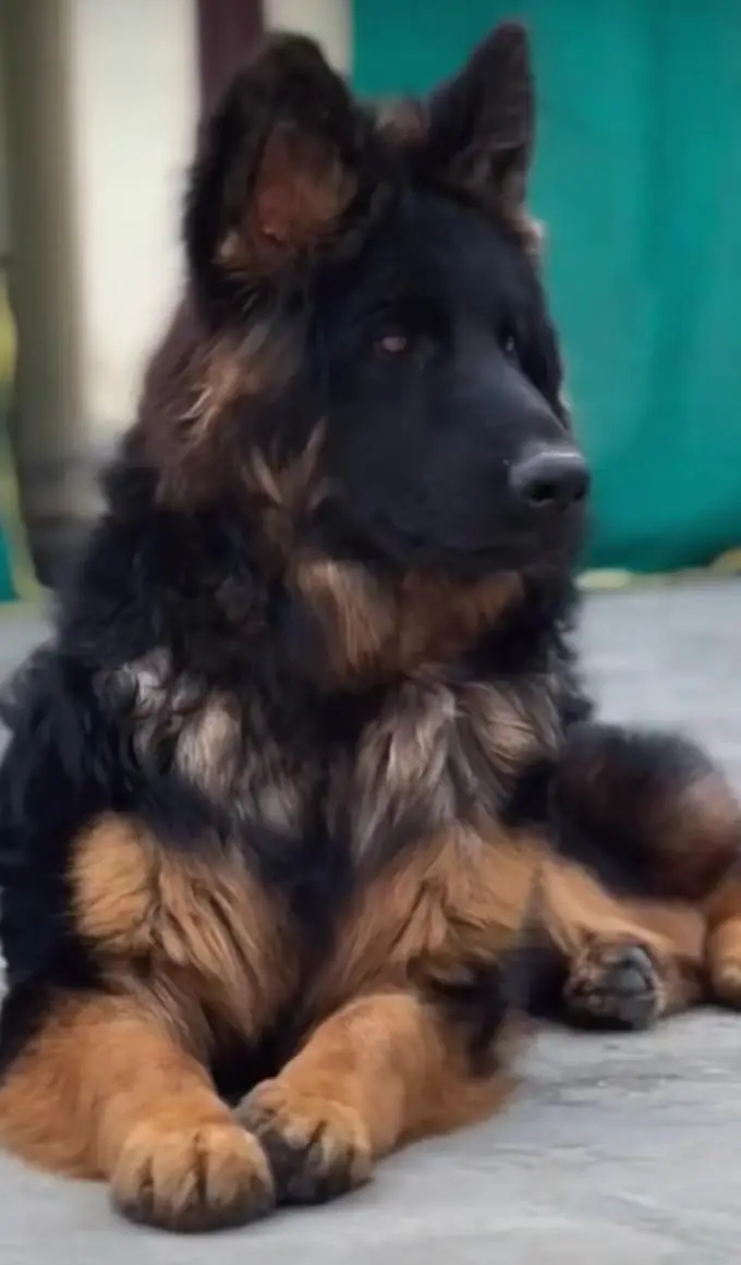 German shepherd puppies for sale healthy