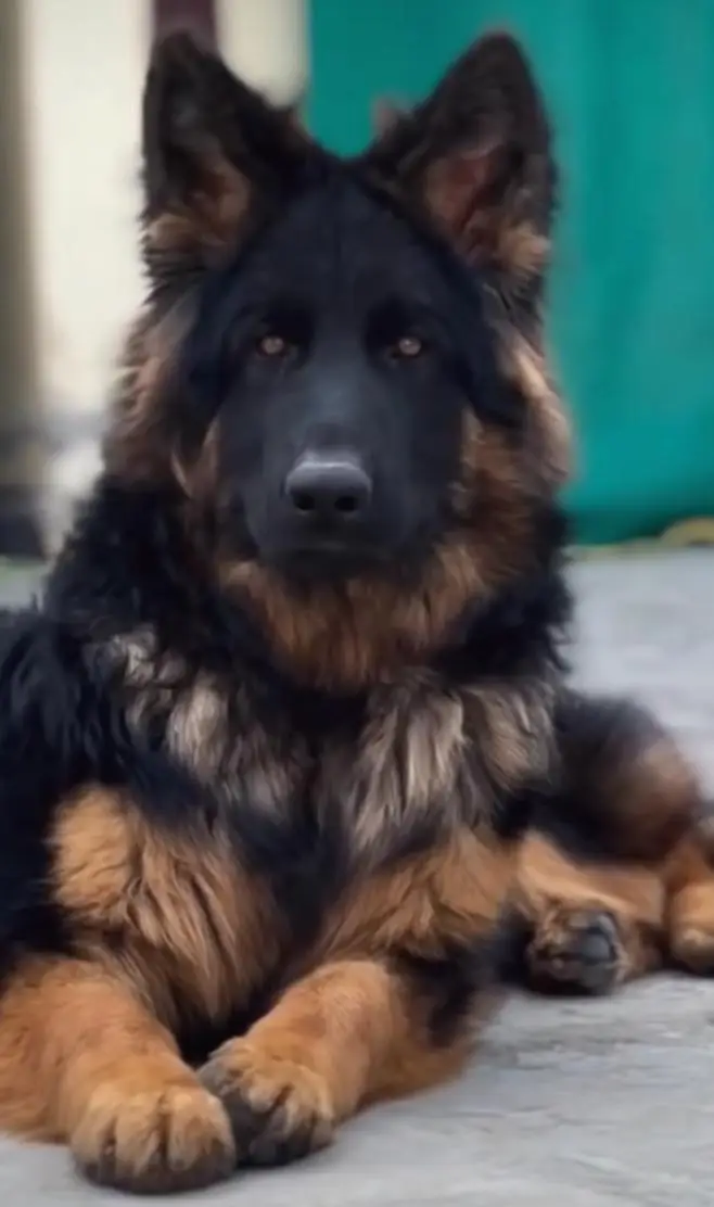 German shepherd puppies for sale healthy — photo 2