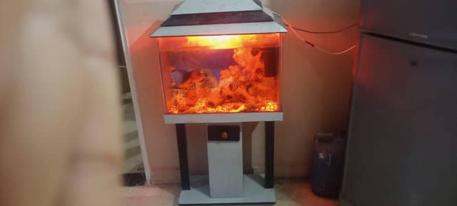 fish  aquarium