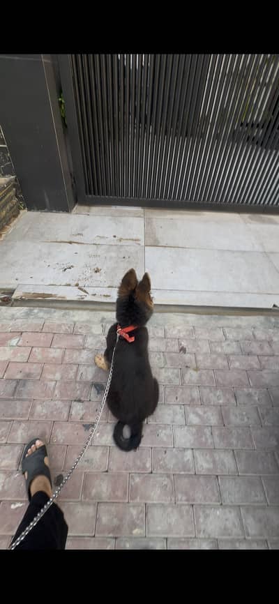 German shephard fully long coat fully vaccinated