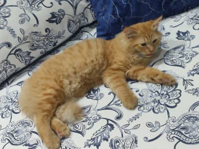 cat for sale