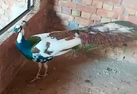 White Peacock For Sale