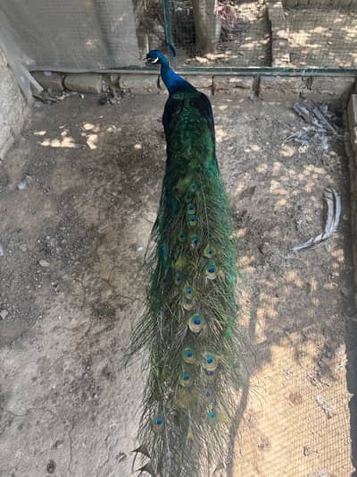Peacock for sale