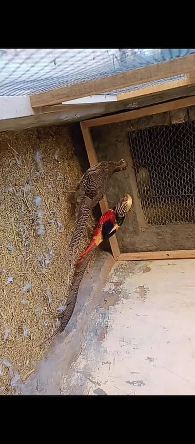 Golden Phesent Pair