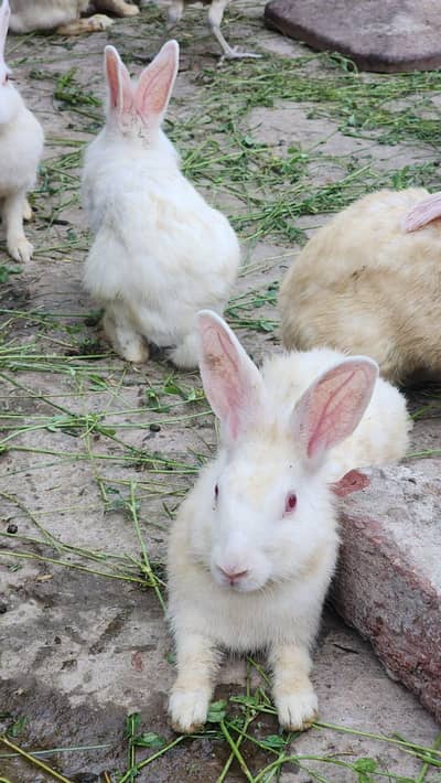 New Zealand Breed White Rabbits Available