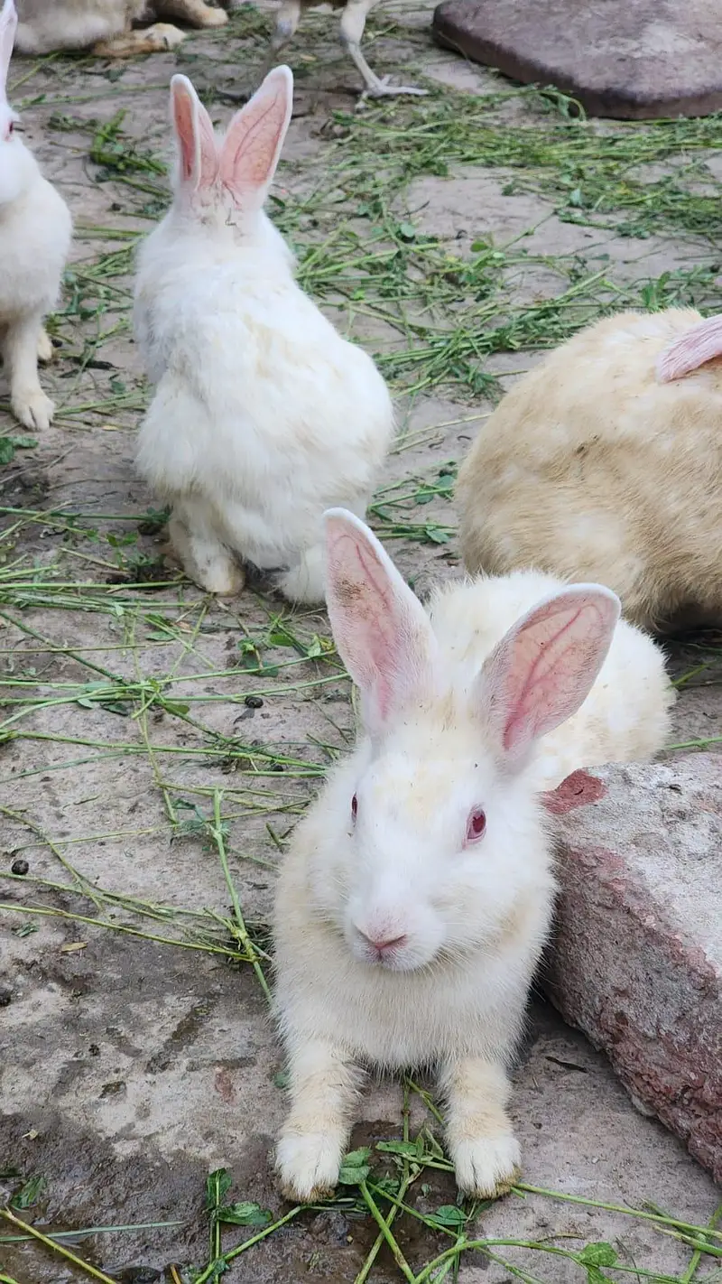 New Zealand Breed White Rabbits Available