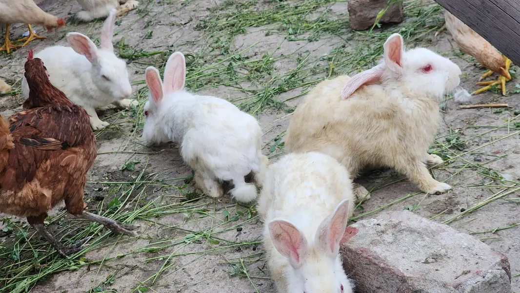 New Zealand Breed White Rabbits Available — photo 2