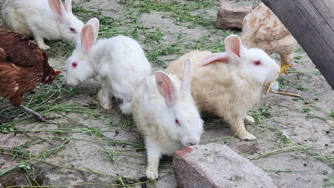 New Zealand Breed White Rabbits Available — photo 3