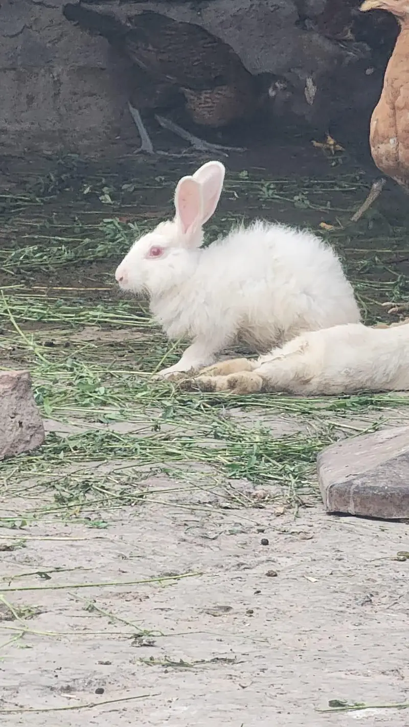 New Zealand Breed White Rabbits Available — photo 4