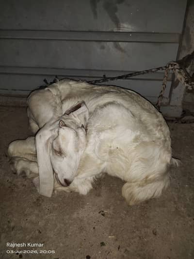 White and Brown Female Goats available for sell 100% healthy