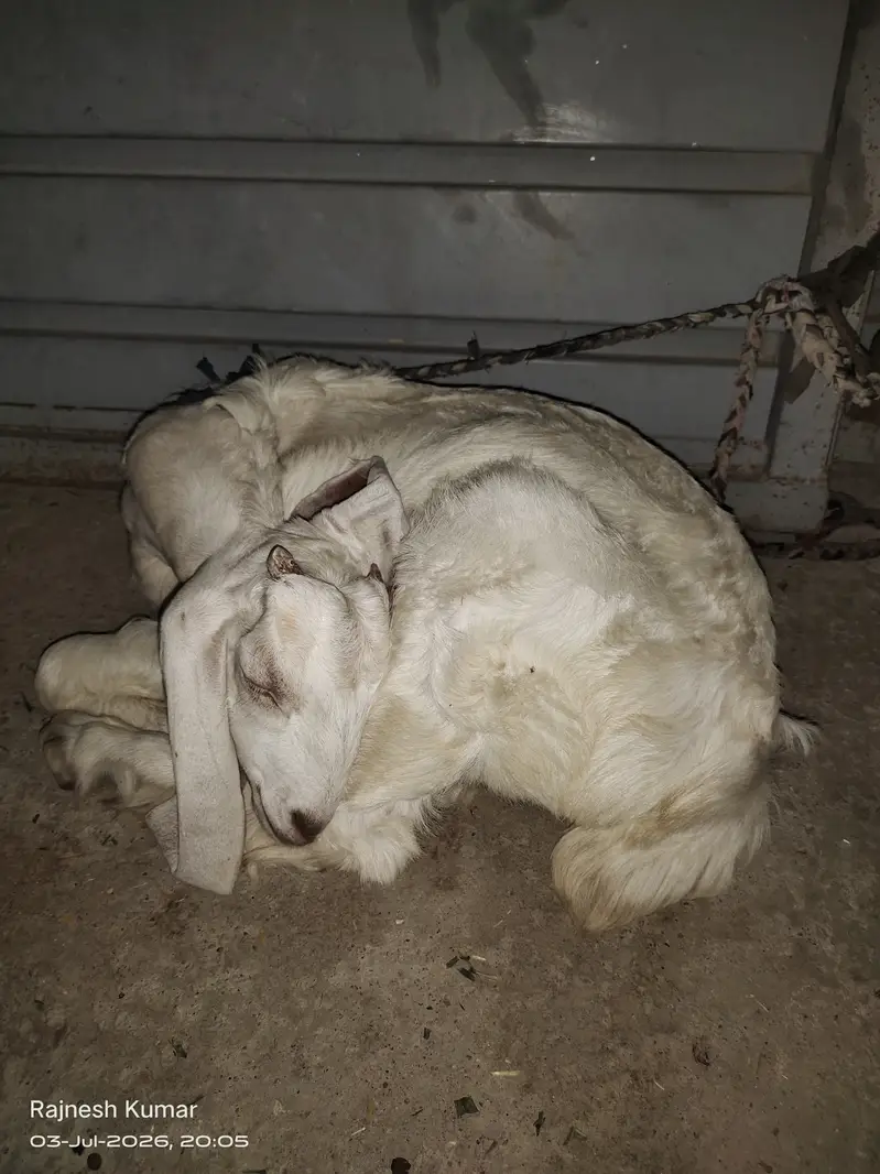 White and Brown Female Goats available for sell 100% healthy