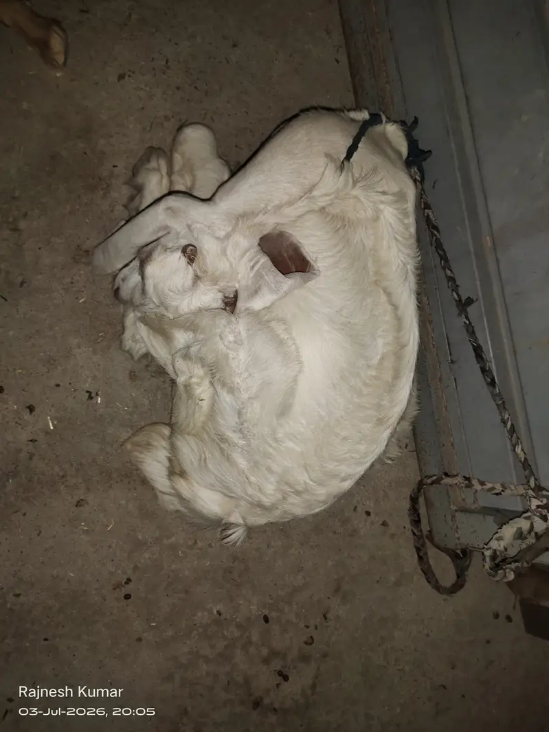 White and Brown Female Goats available for sell 100% healthy — photo 2