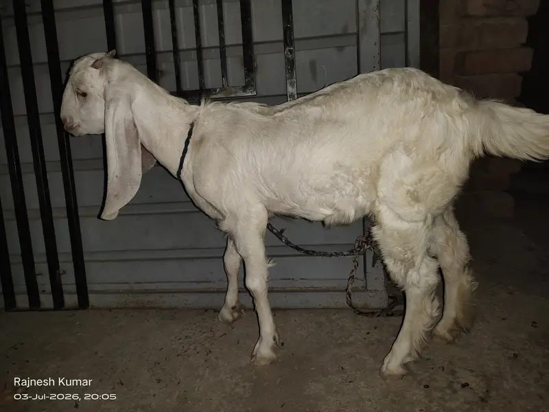 White and Brown Female Goats available for sell 100% healthy — photo 3