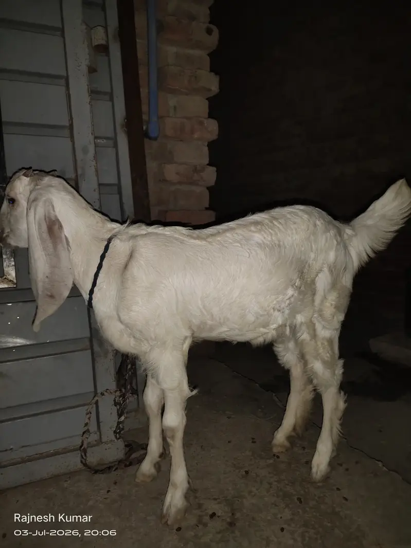 White and Brown Female Goats available for sell 100% healthy — photo 4