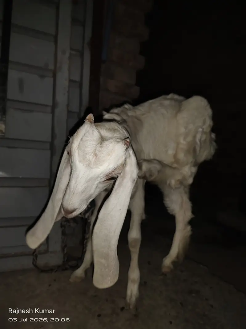 White and Brown Female Goats available for sell 100% healthy — photo 5