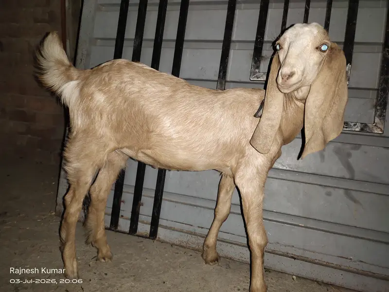 White and Brown Female Goats available for sell 100% healthy — photo 6