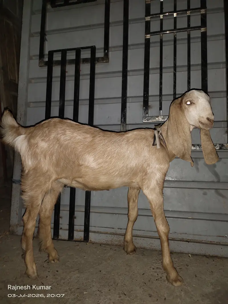 White and Brown Female Goats available for sell 100% healthy — photo 7