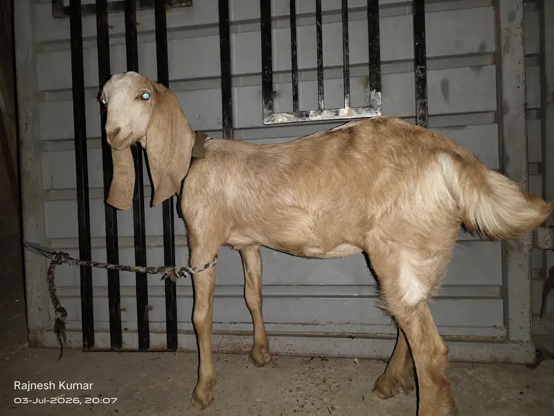 White and Brown Female Goats available for sell 100% healthy — photo 8