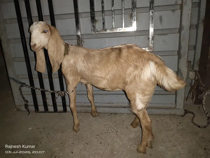 White and Brown Female Goats available for sell 100% healthy — photo 9