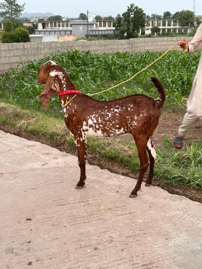 Betal Goat