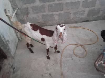 bakri for sale fina 20 hazar age 4 ka hein