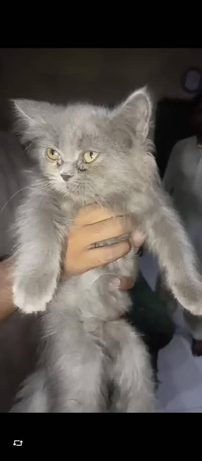 kittens for sale