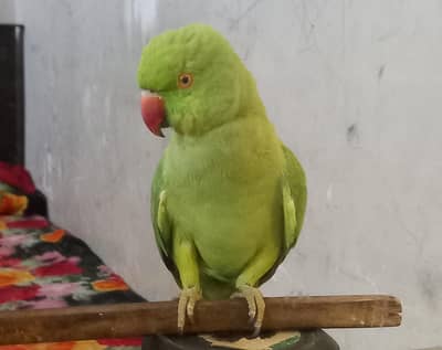 green ring neck female parrot  contact number  0302-5188075