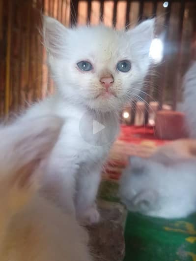Persian Cat Baby For Sale Contact Number 0305.4364606