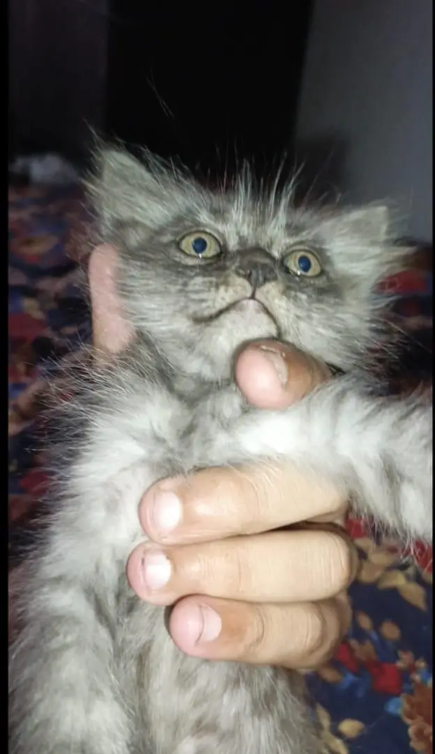 Persian Cat Baby For Sale Contact Number 0305.4364606 — photo 2