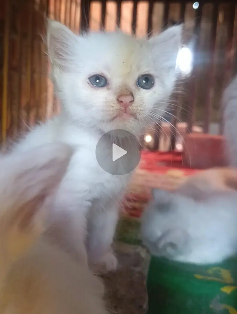 Persian Cat Baby For Sale Contact Number 0305.4364606 — photo 3