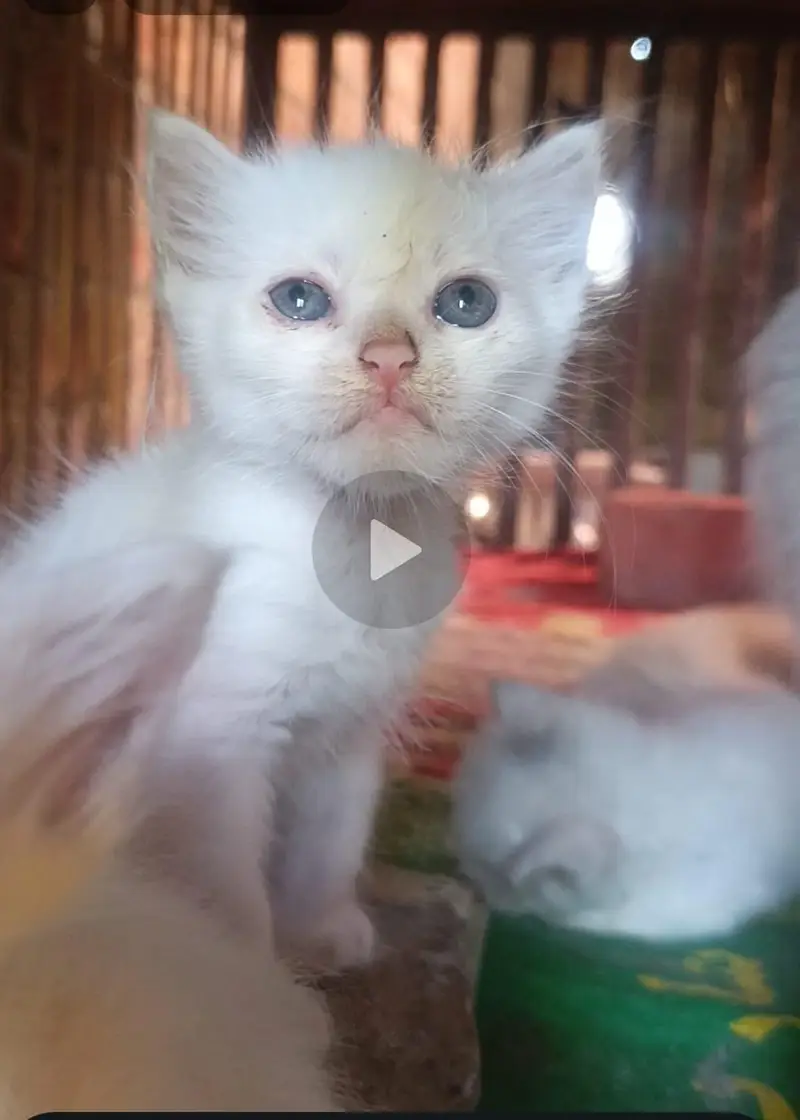 Persian Cat Baby For Sale Contact Number 0305.4364606 — photo 4