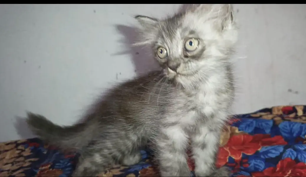 Persian Cat Baby For Sale Contact Number 0305.4364606 — photo 5