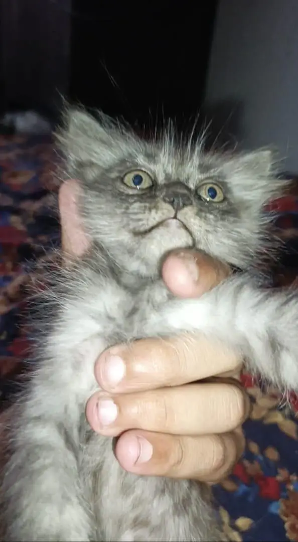 Persian Cat Baby For Sale Contact Number 0305.4364606 — photo 6