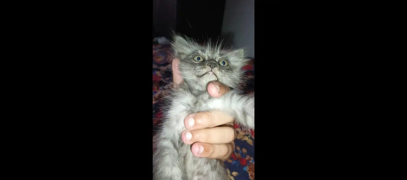 Persian Cat Baby For Sale Contact Number 0305.4364606 — photo 7
