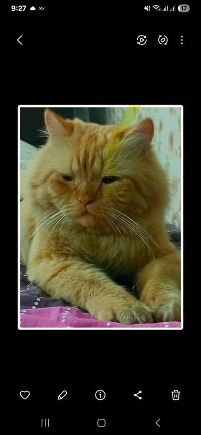 persian Orange ginger Weight 5 kg