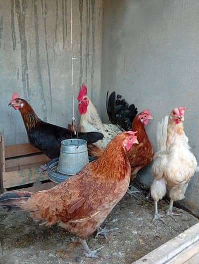 hens for eggs