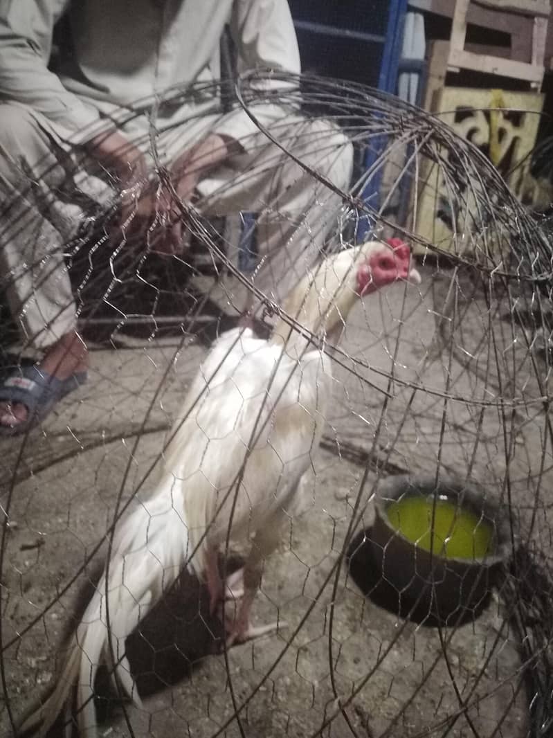 Heera patha 0