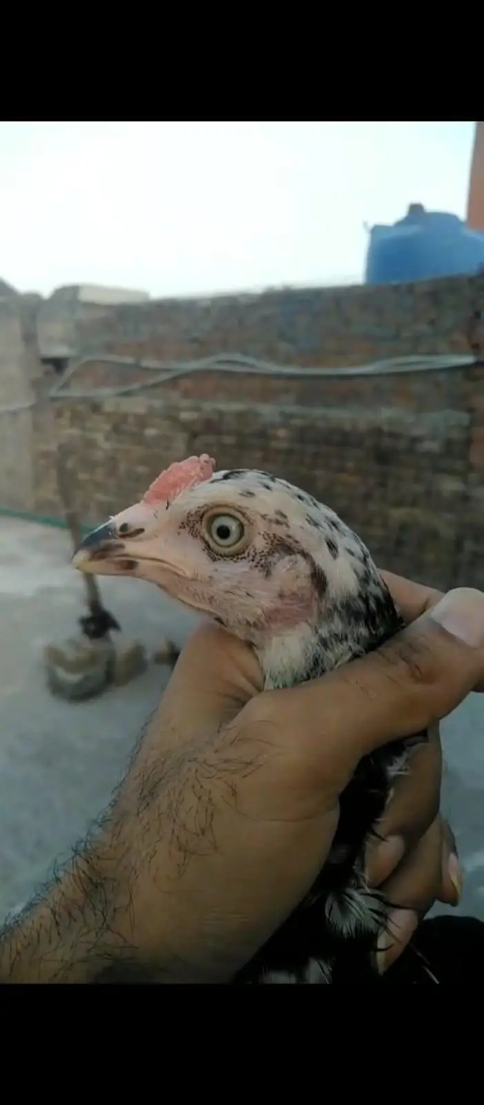 Heera patha and mushka lasani chicks — photo 2