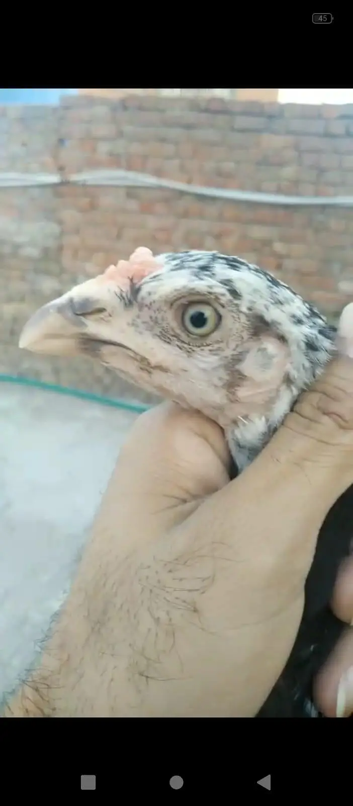 Heera patha and mushka lasani chicks — photo 3
