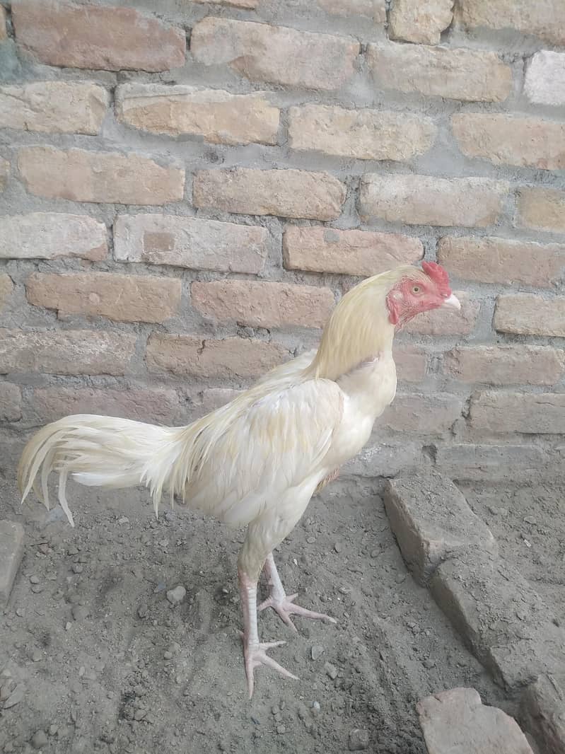Heera patha 1