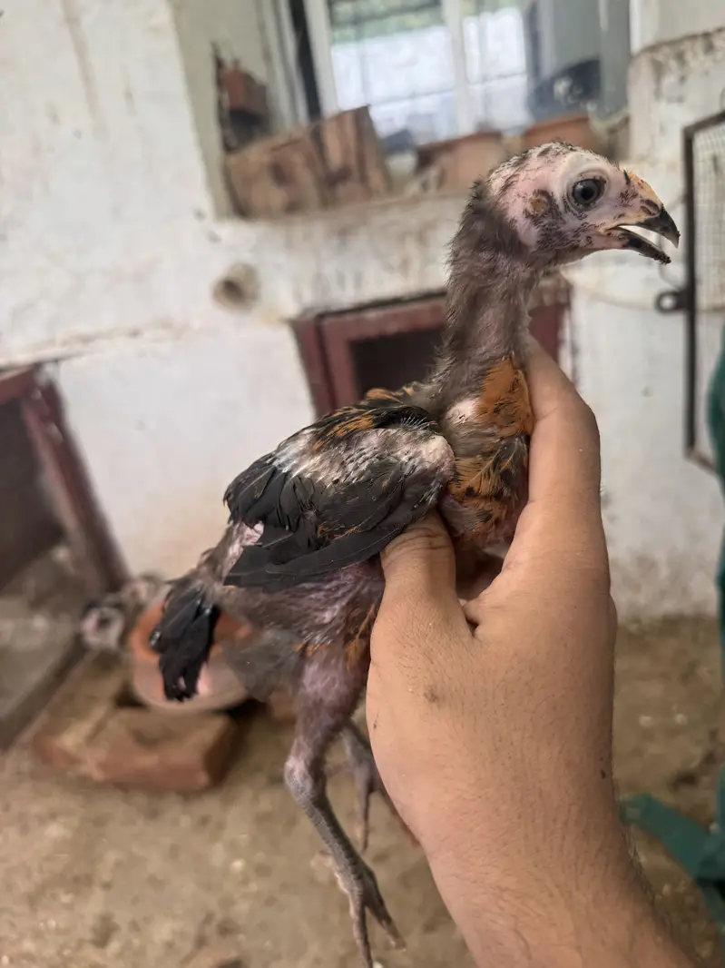 Pakoya aseel chicks top quality 03020448380 — photo 3