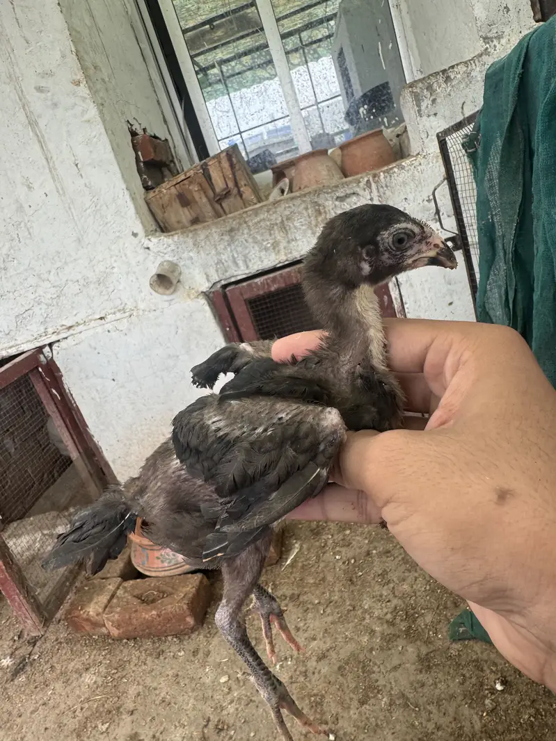Pakoya aseel chicks top quality 03020448380 — photo 5