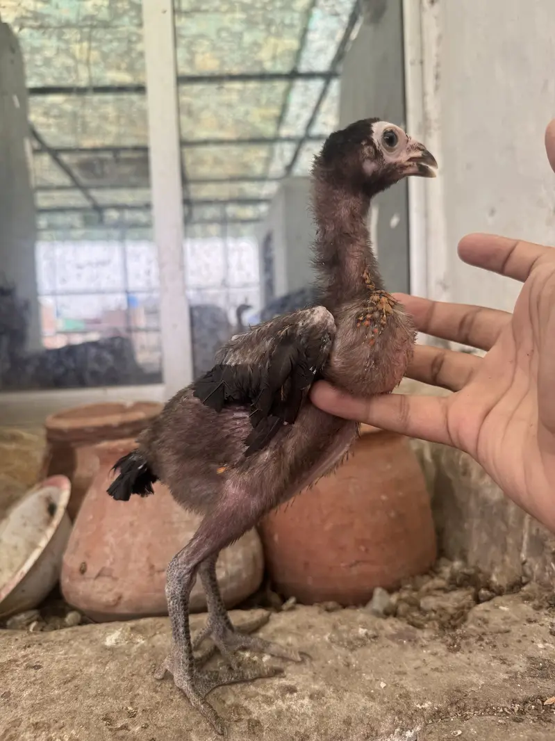 Pakoya aseel chicks top quality 03020448380 — photo 6