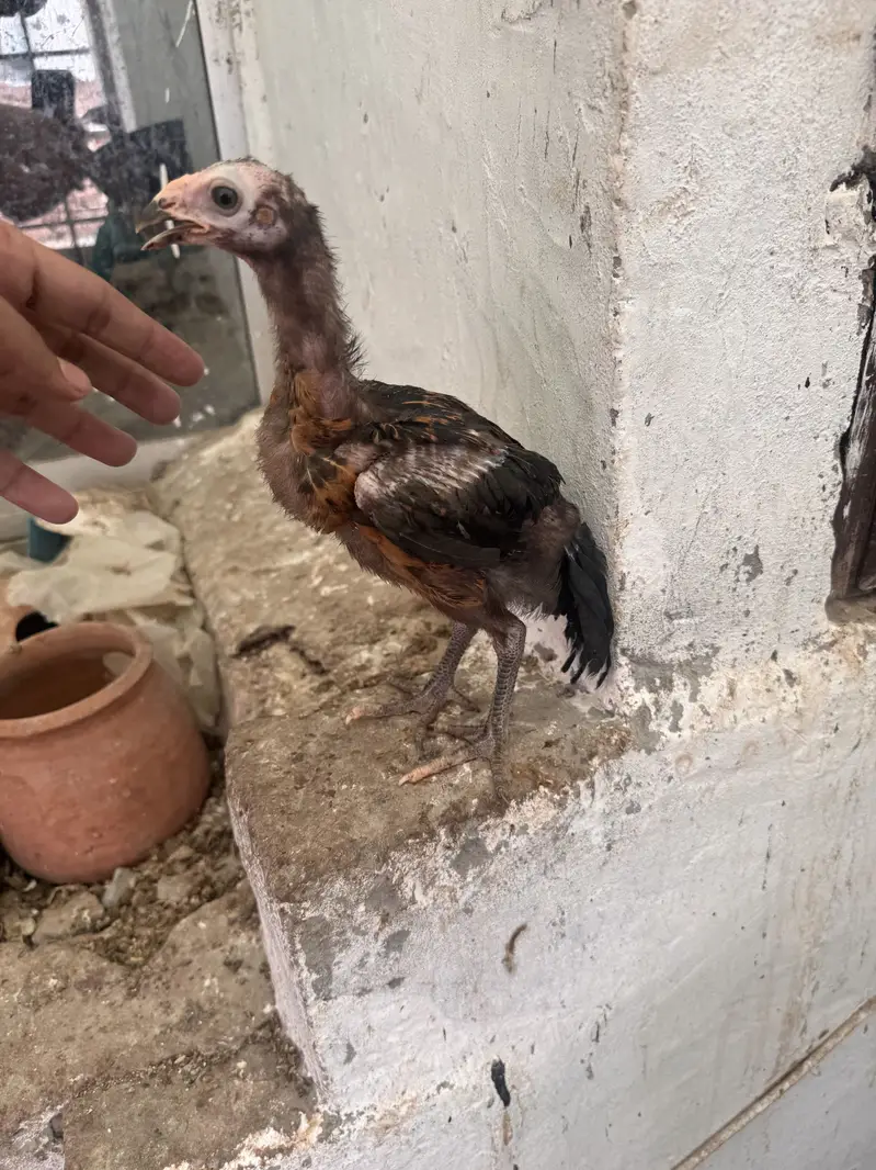 Pakoya aseel chicks top quality 03020448380 — photo 7