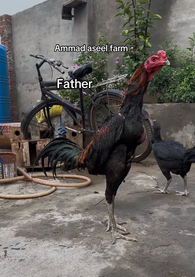 Pakoya aseel chicks top quality 03020448380 — photo 9
