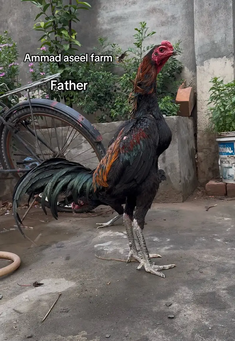 Pakoya aseel chicks top quality 03020448380 — photo 10
